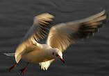 Mouette rieuse