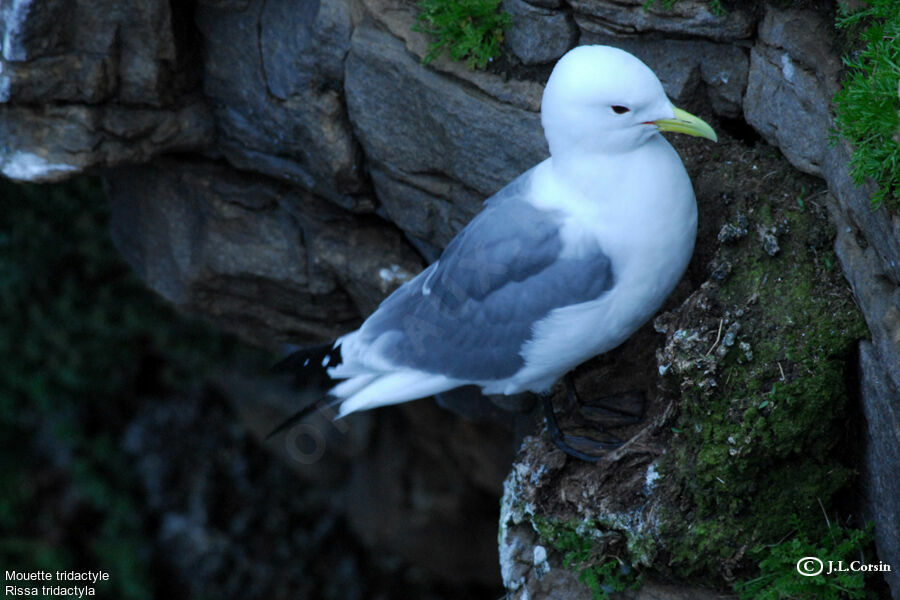 Black-legged Kittiwake