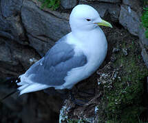 Black-legged Kittiwake