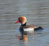 Red-crested Pochard