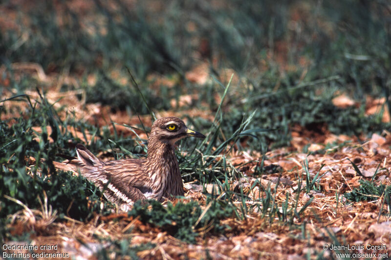 Eurasian Stone-curlew