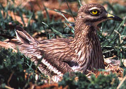 Eurasian Stone-curlew