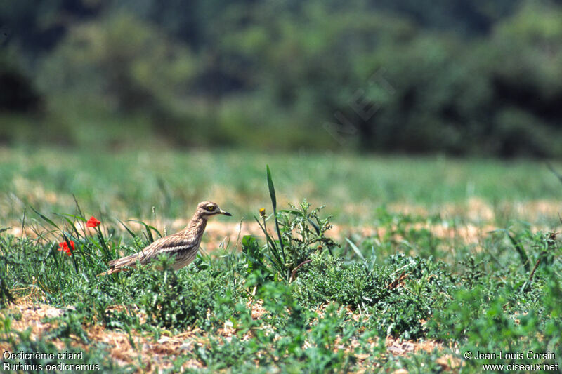 Eurasian Stone-curlew