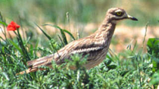 Eurasian Stone-curlew