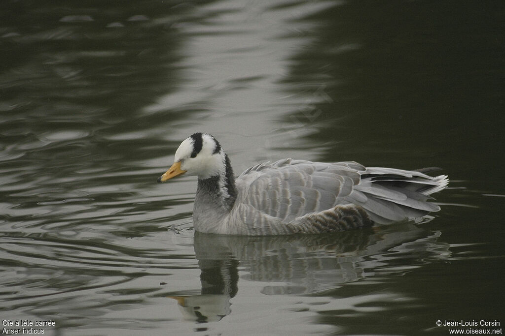 Bar-headed Goose