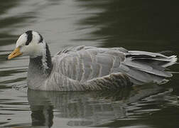 Bar-headed Goose