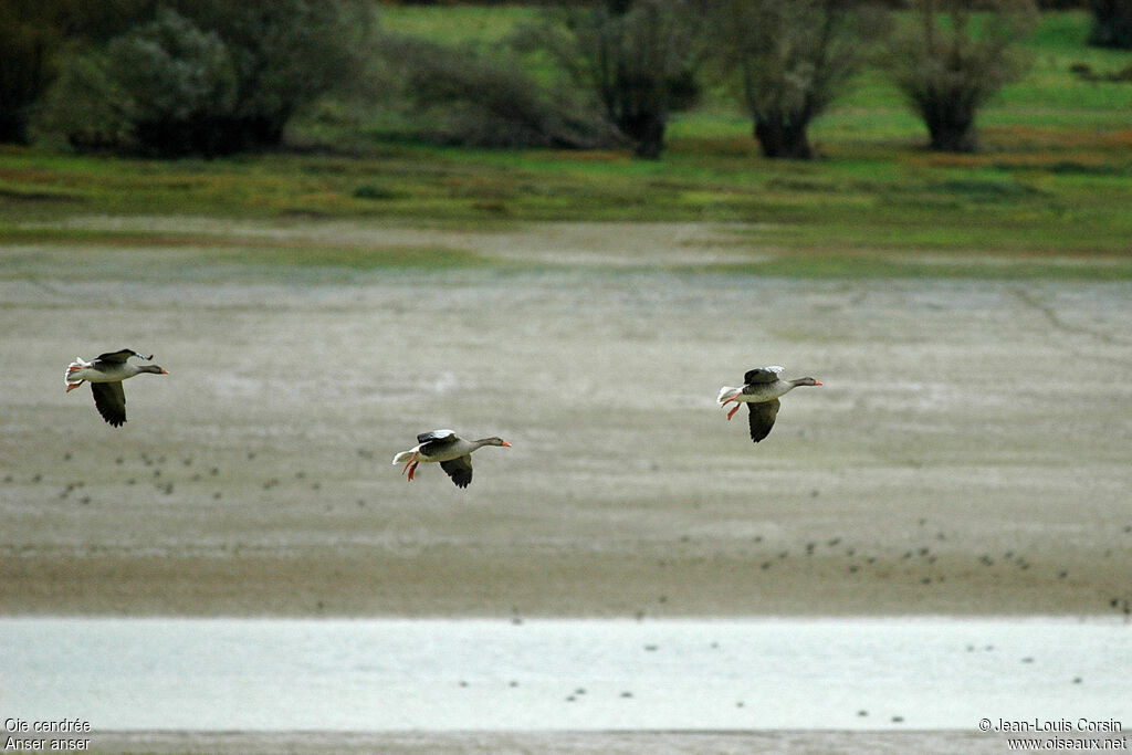 Greylag Goose