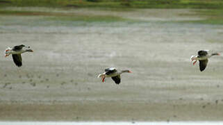 Greylag Goose