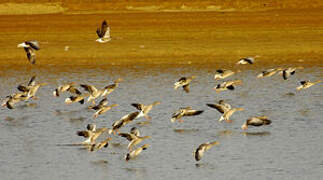 Greylag Goose