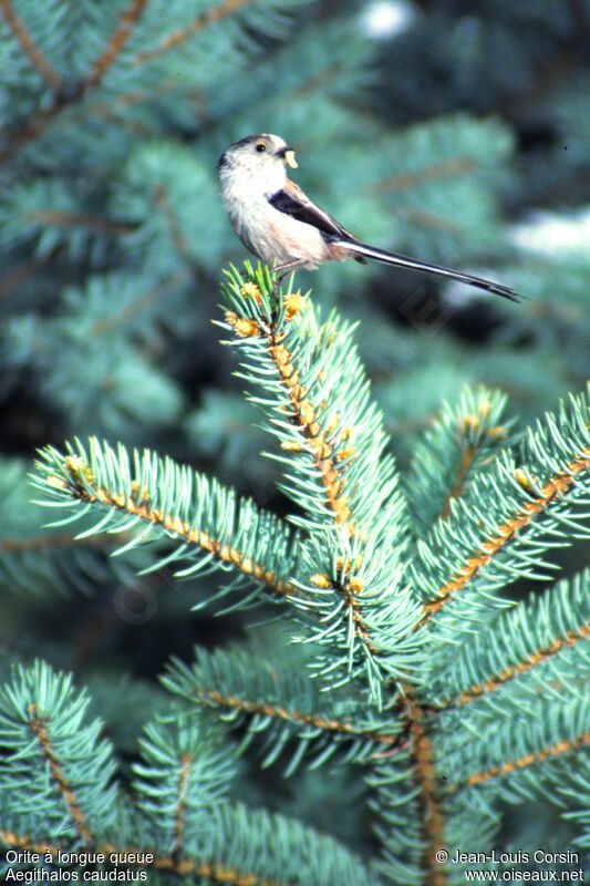 Long-tailed Tit