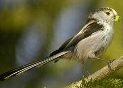 Long-tailed Tit