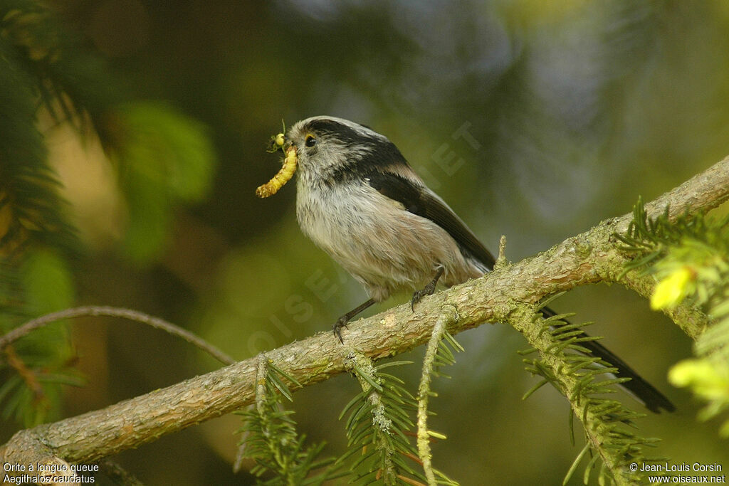 Long-tailed Tit