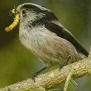 Long-tailed Tit