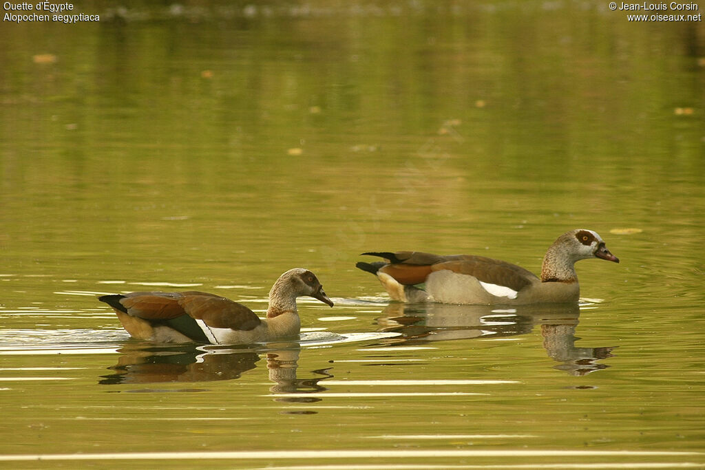 Egyptian Goose