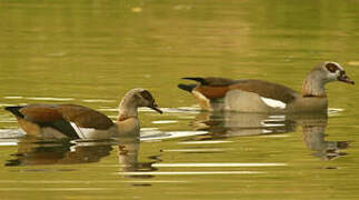 Egyptian Goose