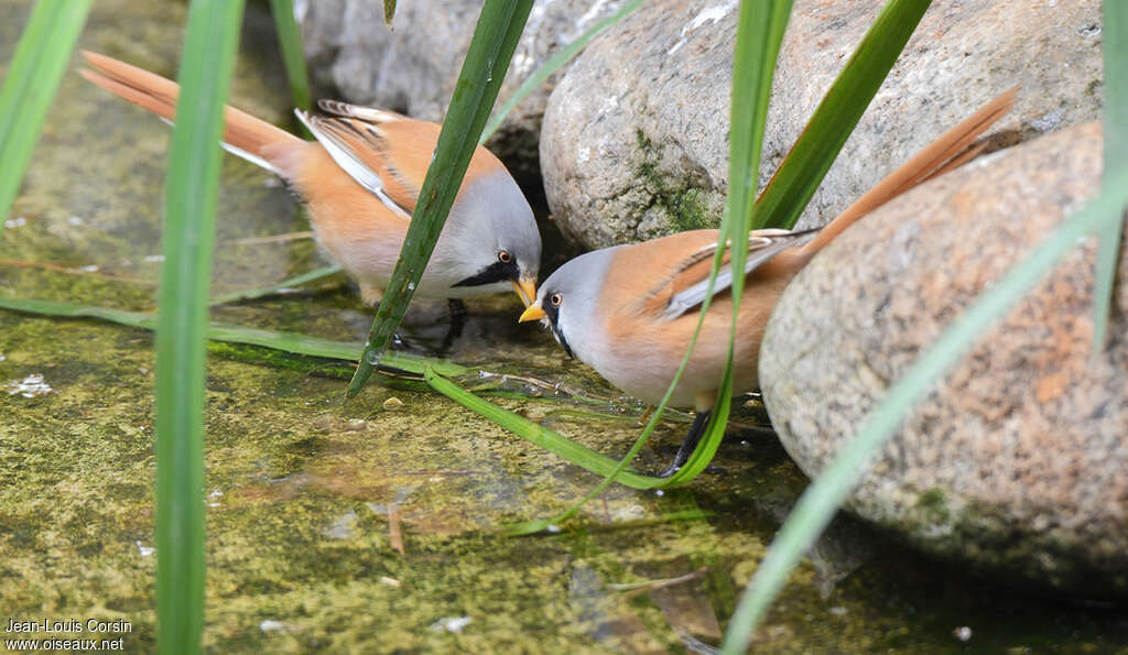 Bearded Reedling male adult, drinks