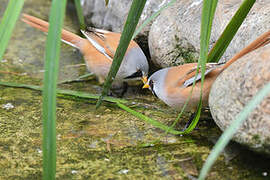 Bearded Reedling