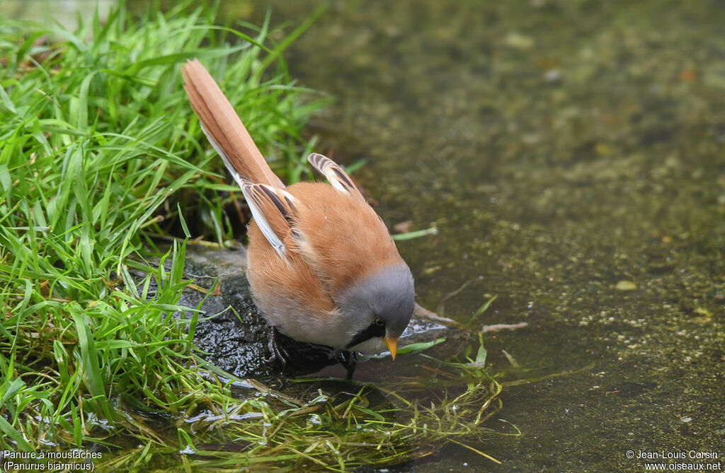 Bearded Reedling male adult