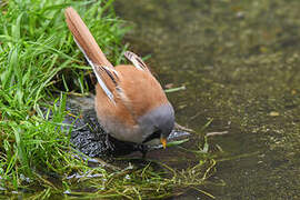 Bearded Reedling