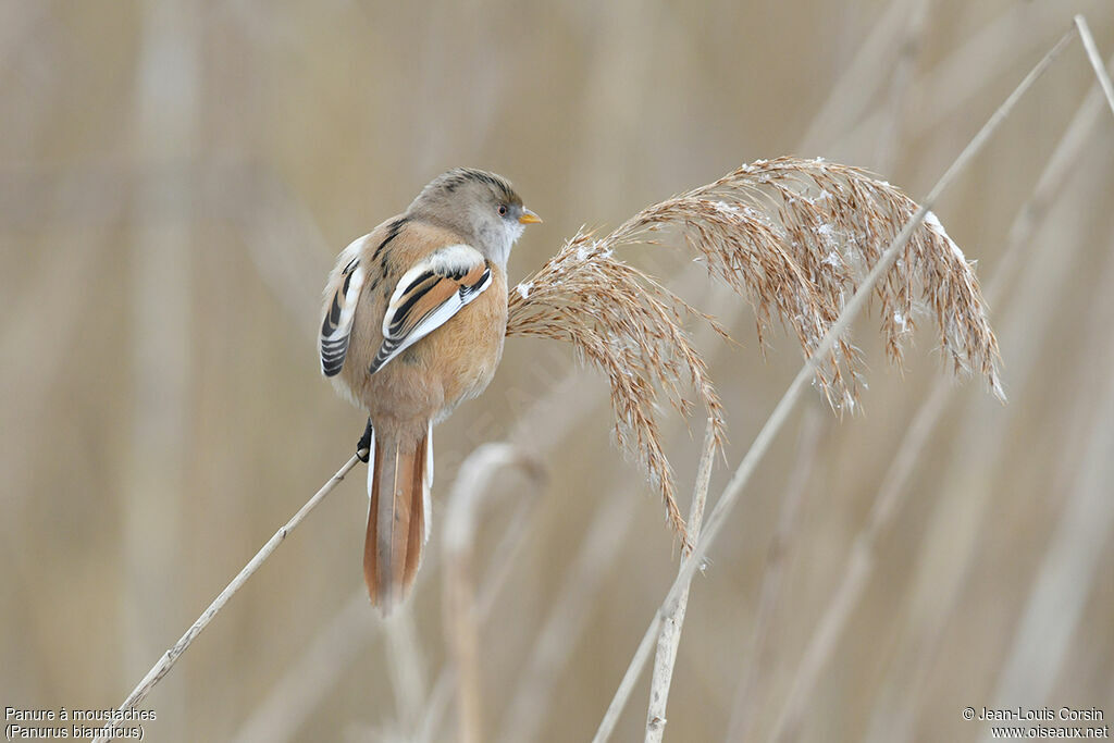 Bearded Reedling