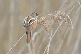 Bearded Reedling