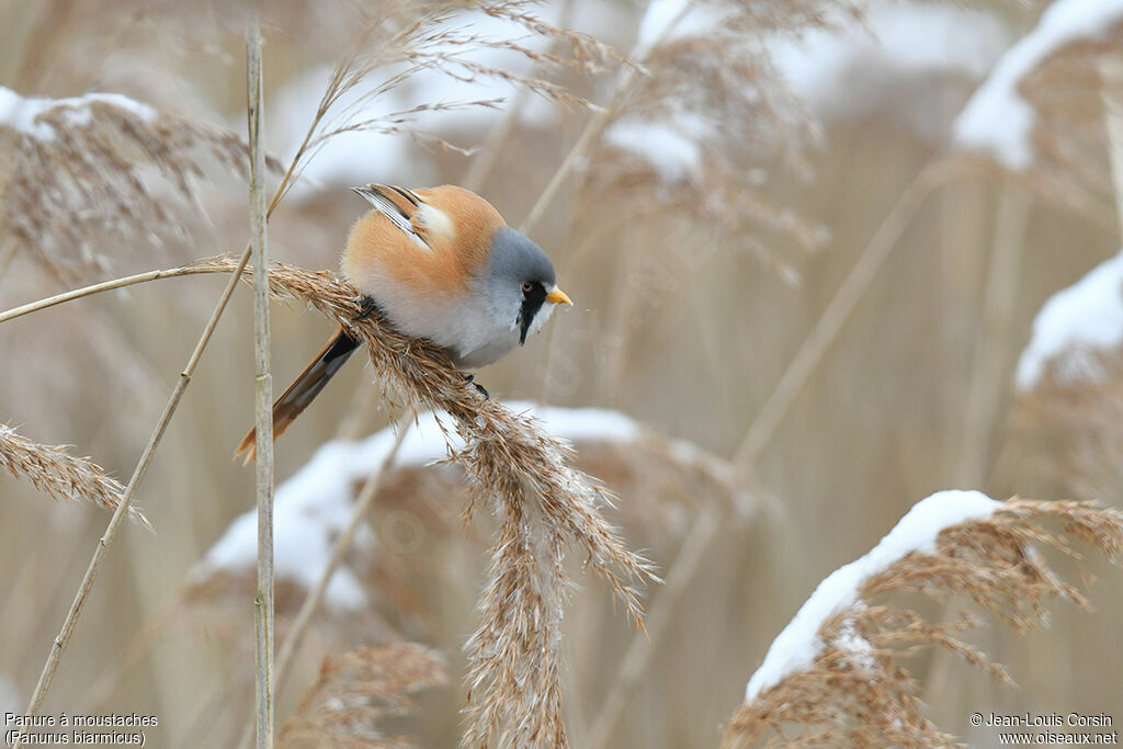 Bearded Reedling