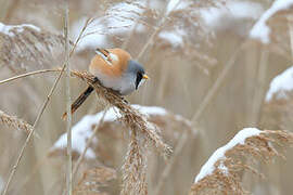 Bearded Reedling