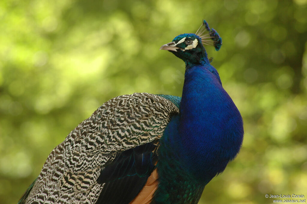 Indian Peafowl