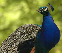 Indian Peafowl