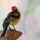 Paroare dominicain