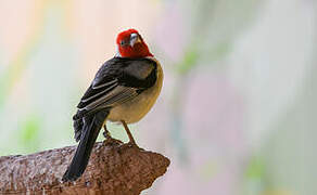 Red-cowled Cardinal