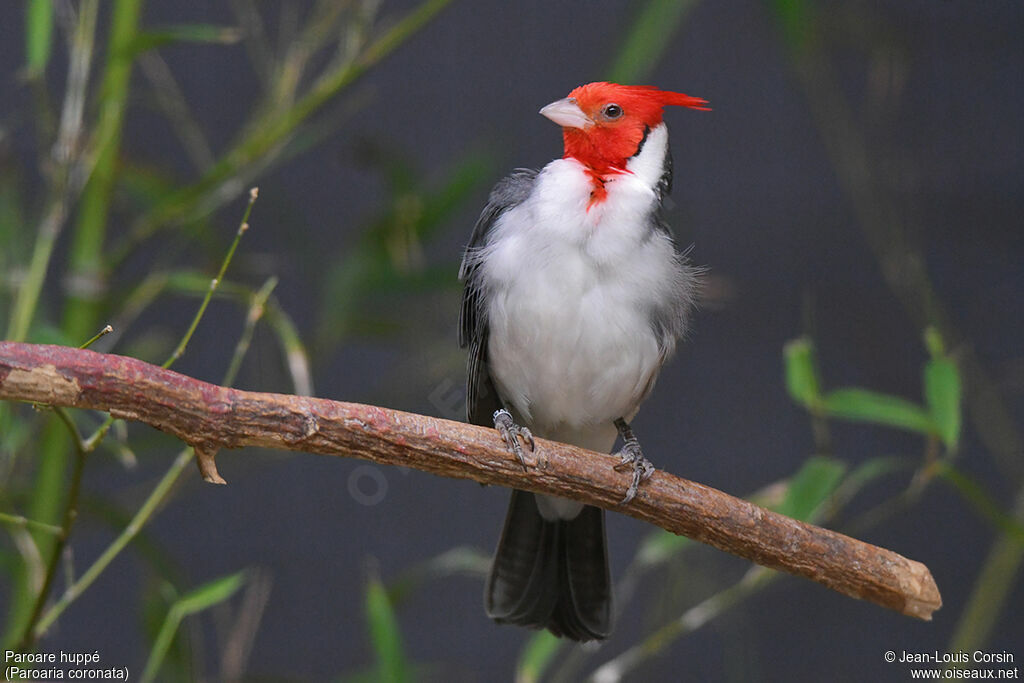 Red-crested Cardinaladult