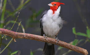 Red-crested Cardinal