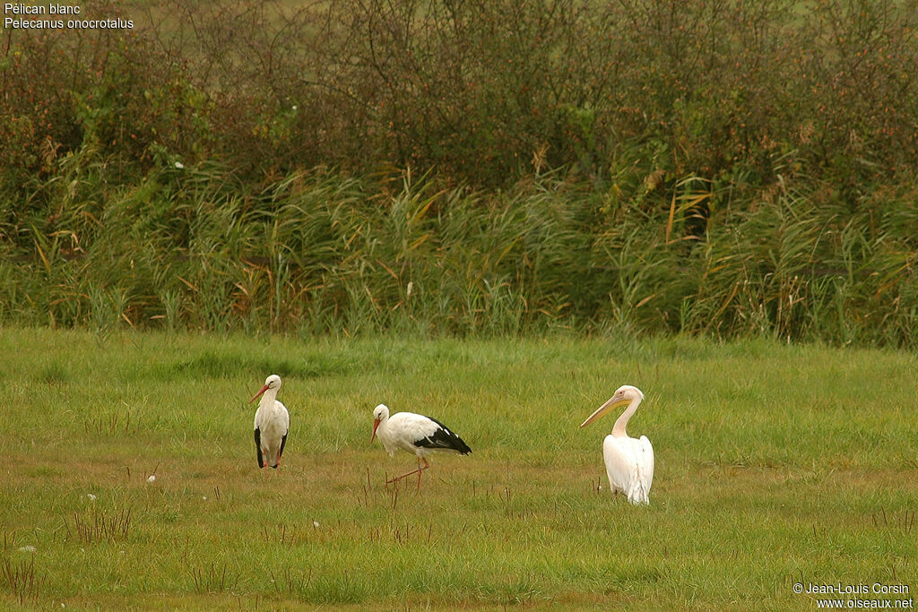 Pélican blanc