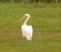 Great White Pelican