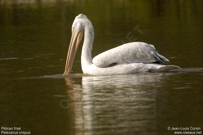 Dalmatian Pelican