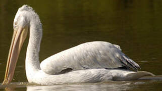 Dalmatian Pelican