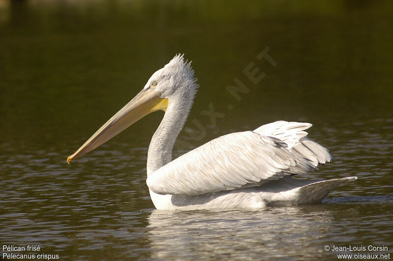 Dalmatian Pelican