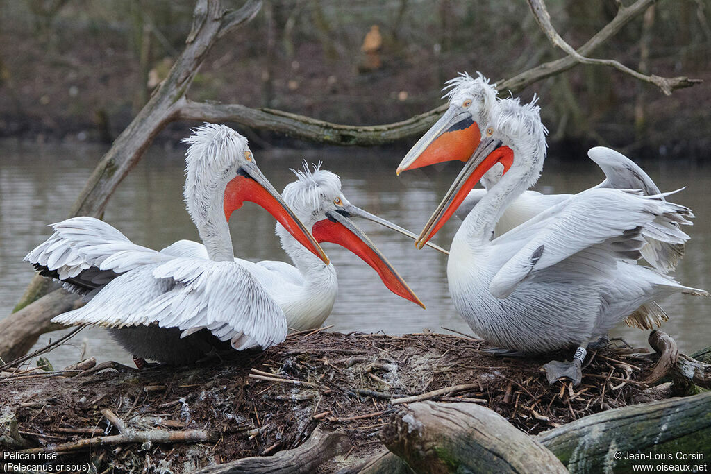 Dalmatian Pelican