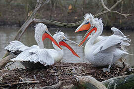 Dalmatian Pelican