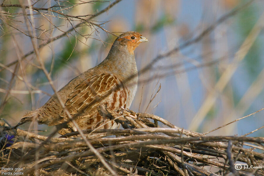 Grey Partridge