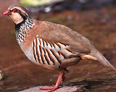 Red-legged Partridge