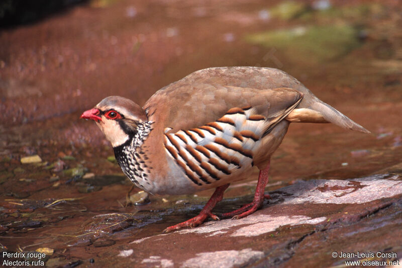 Red-legged Partridge