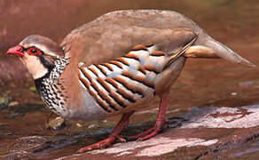 Red-legged Partridge