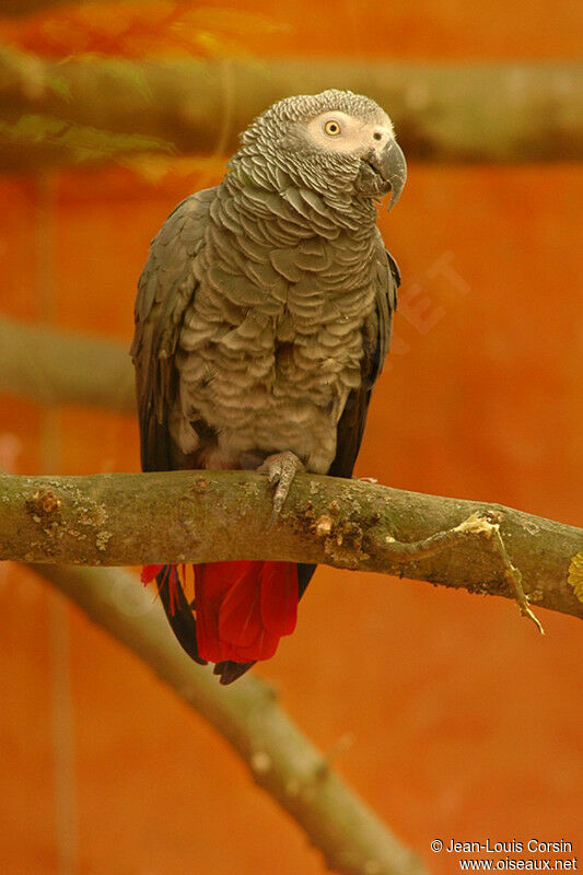 Grey Parrot