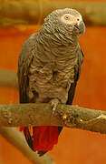 Grey Parrot