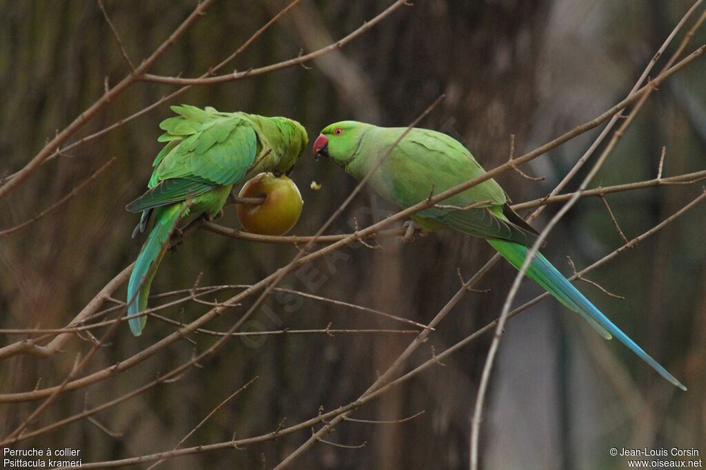 Rose-ringed Parakeet