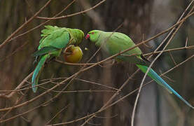 Rose-ringed Parakeet