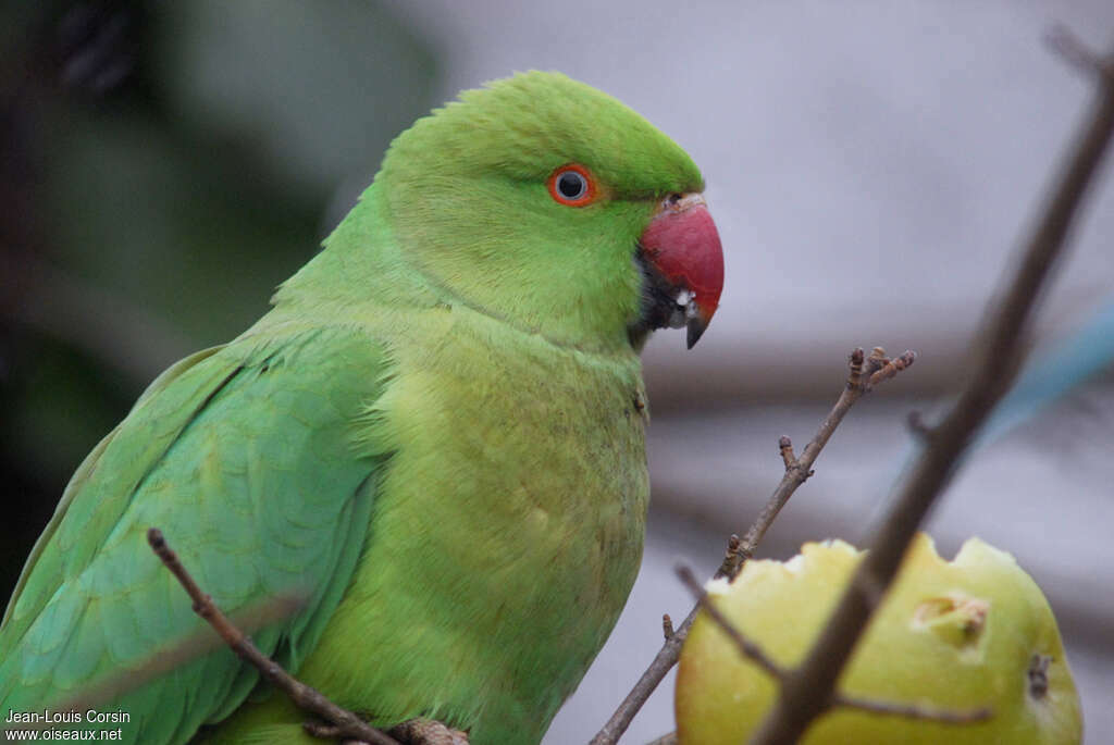 Rose-ringed Parakeet, feeding habits