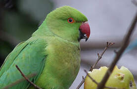 Rose-ringed Parakeet